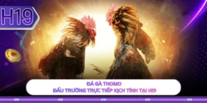 Đá Gà Thomo - Đấu Trường Trực Tiếp Kịch Tính Tại H19