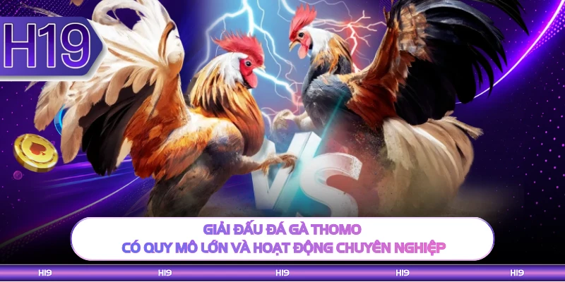 Giải đấu đá gà Thomo có quy mô lớn và hoạt động chuyên nghiệp